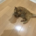 里親募集