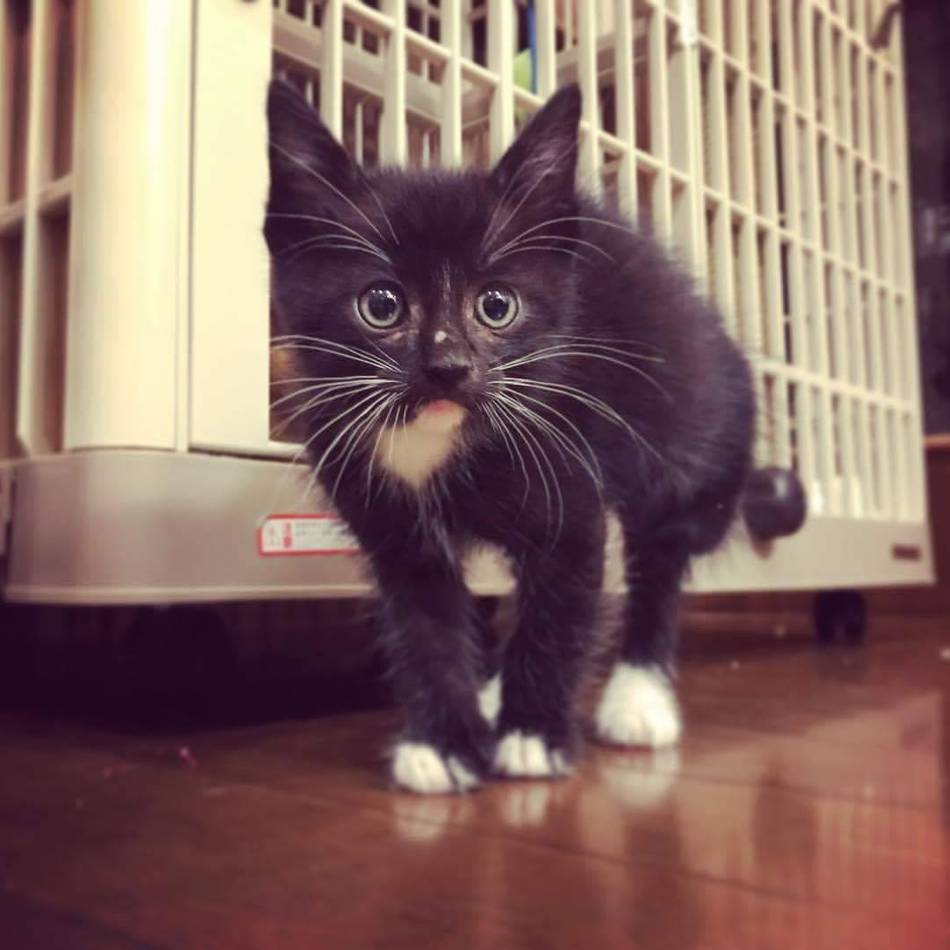 ノアのカバー写真