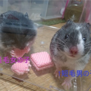 ゴールデンハムスター里親さん募集です