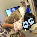 交渉中です…吠えません❗️人大好き❣️