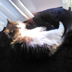 「ジジ 3ヶ月 29日」サムネイル2