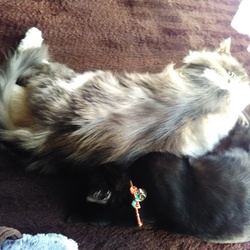 「ジジ 3ヶ月 29日」サムネイル3