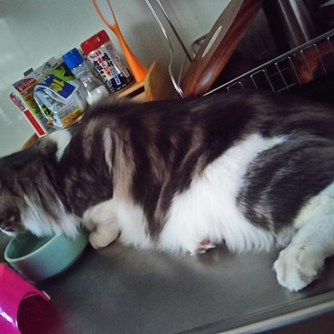 初めてこんな姿で水を飲んでる姿を見ました(笑)