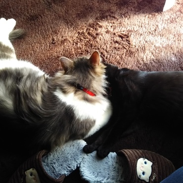 ツナに潰されてるジジちゃん