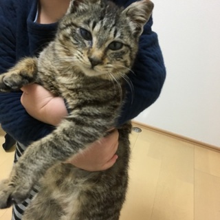 可愛い温厚なキジとら君