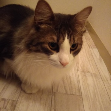 ジジがお風呂に入ってるのを心配でたまらないツナ