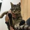 可愛い温厚なキジとら君 サムネイル2