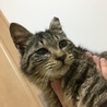 可愛い温厚なキジとら君 サムネイル3