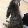 可愛い温厚なキジとら君 サムネイル4