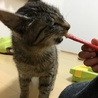 可愛い温厚なキジとら君 サムネイル5