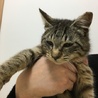 可愛い温厚なキジとら君 サムネイル6