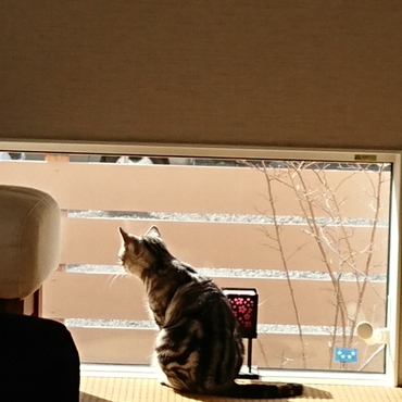 坪庭のブルーベリーの観察が日課なんだニャン