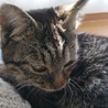 人懐っこいきじとらちゃん　オス　５か月 サムネイル4