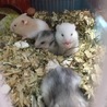 ゴールデンハムスターの赤ちゃん サムネイル3