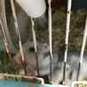ゴールデンハムスターの赤ちゃん サムネイル5