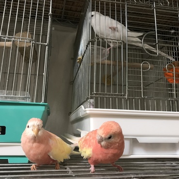 早く掃除してよ