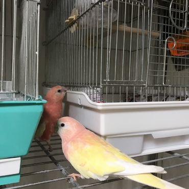 遊ぼう！