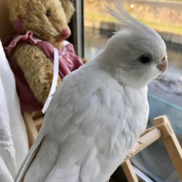 川には水鳥がいます