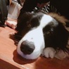 ハナサラ
