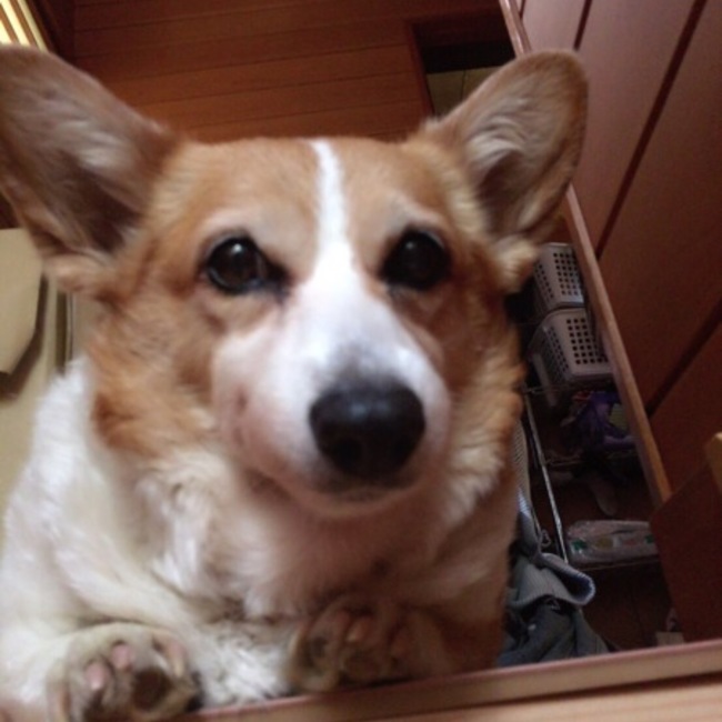 ハナサラのカバー写真