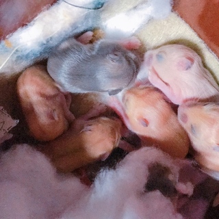 ジャンガリアンハムスター里親募集