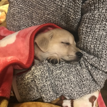 抱っこ大好き！甘え上手です。
