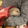 抱っこ大好き！甘え上手です。
