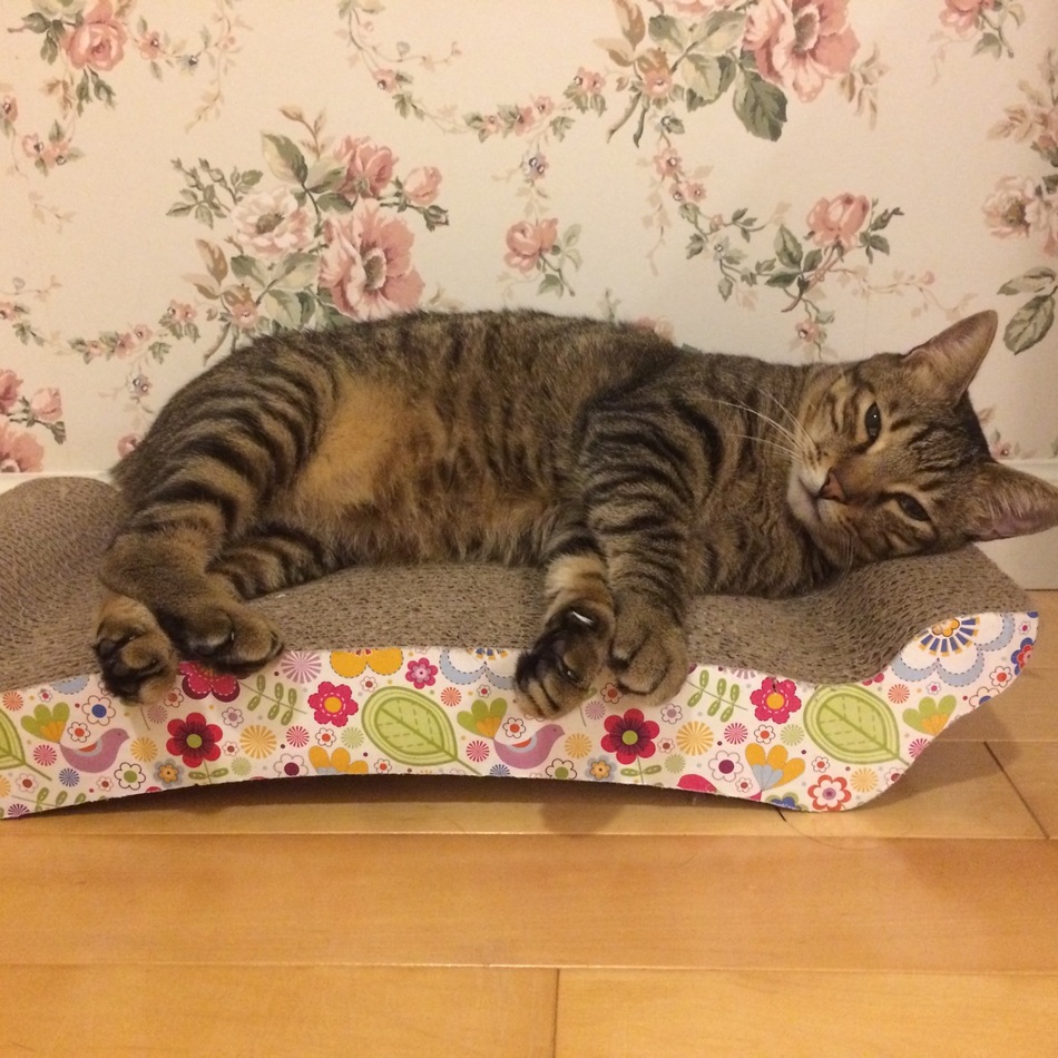 ここ( 虎仔)のカバー写真