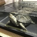 ゼニガメの里親探してます(> <)