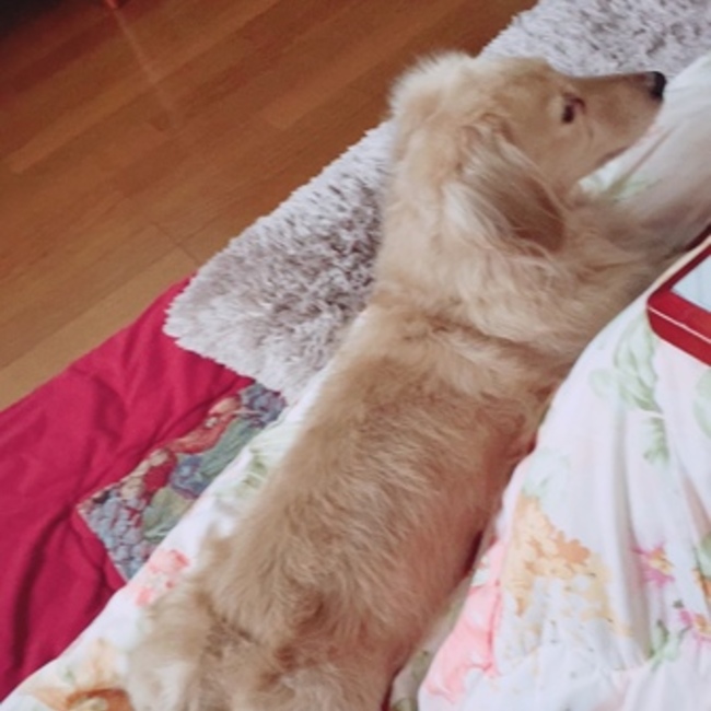 凱旋のカバー写真