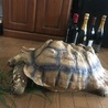 ケヅメリクガメ 15キロ♂ サムネイル2