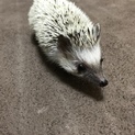 ハリネズミの里親さん