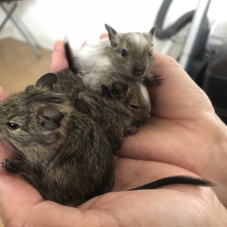 生後約1ヶ月 デグー