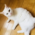 【急募】ミックス種白猫 避妊手術済み