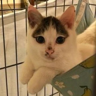 3/11銀座★タラくん★前髪兄弟その１