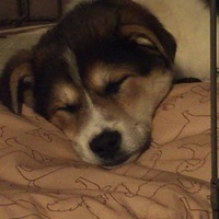 我牙丸(ががまる)