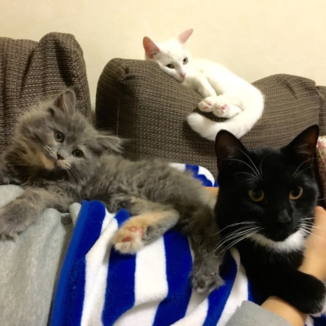 kaihinaのカバー写真