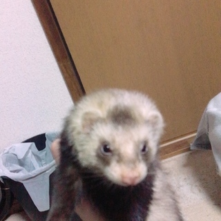 緊急！引越しすることになり！