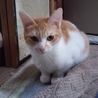 トライアル決定。応援して下さい！