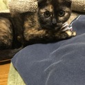 サビ柄の美ネコちゃんです。