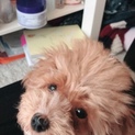 甘えん坊で人懐っこい子犬です。マルプー