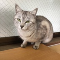 綺麗な白サバちゃん動画あります