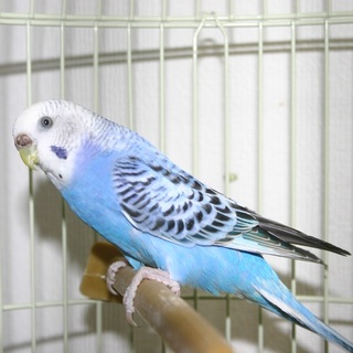 手乗りセキセイインコ