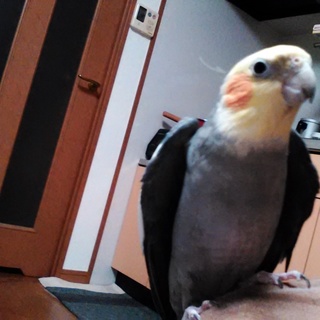 オカメインコ４羽まとめて引き取って下さる方