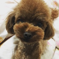 ここ