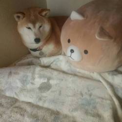 2代目ボス(>_<)里子に～