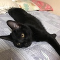 2017年11月生まれの黒子猫