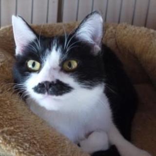 お留守番できます♪ちょび髭が可愛い白黒君♪