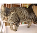 人馴れ抜群首輪をしていた猫ちゃん