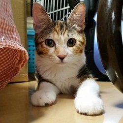 ３月１６日(金)　地域猫から社会猫へ　FIPフリー　四谷猫廼舎　里親会（ボランティア募集中） サムネイル2